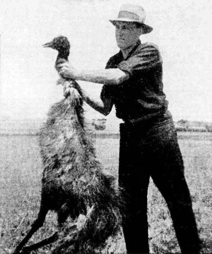 The Great Emu War: When Australia Lost to Birds (image credits: wikimedia)