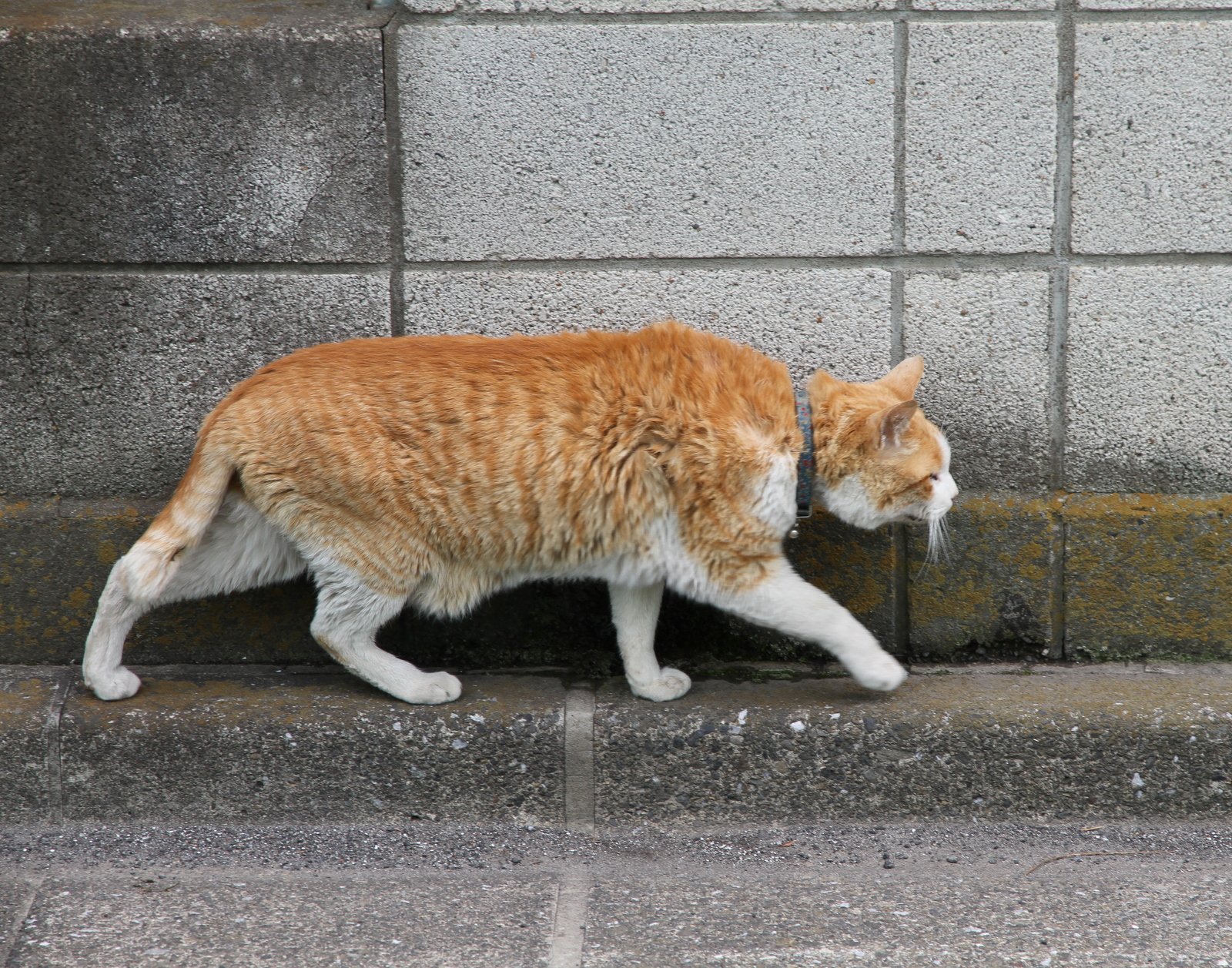 The CIA’s Acoustic Kitty: When Cats Became Spies (image credits: wikimedia)