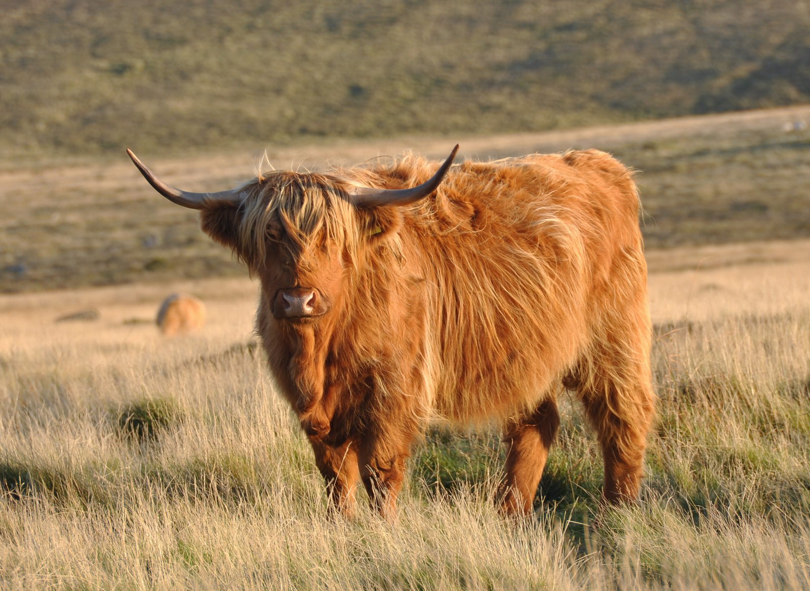 You Can’t Ride a Cow Drunk in Scotland (image credits: wikimedia)