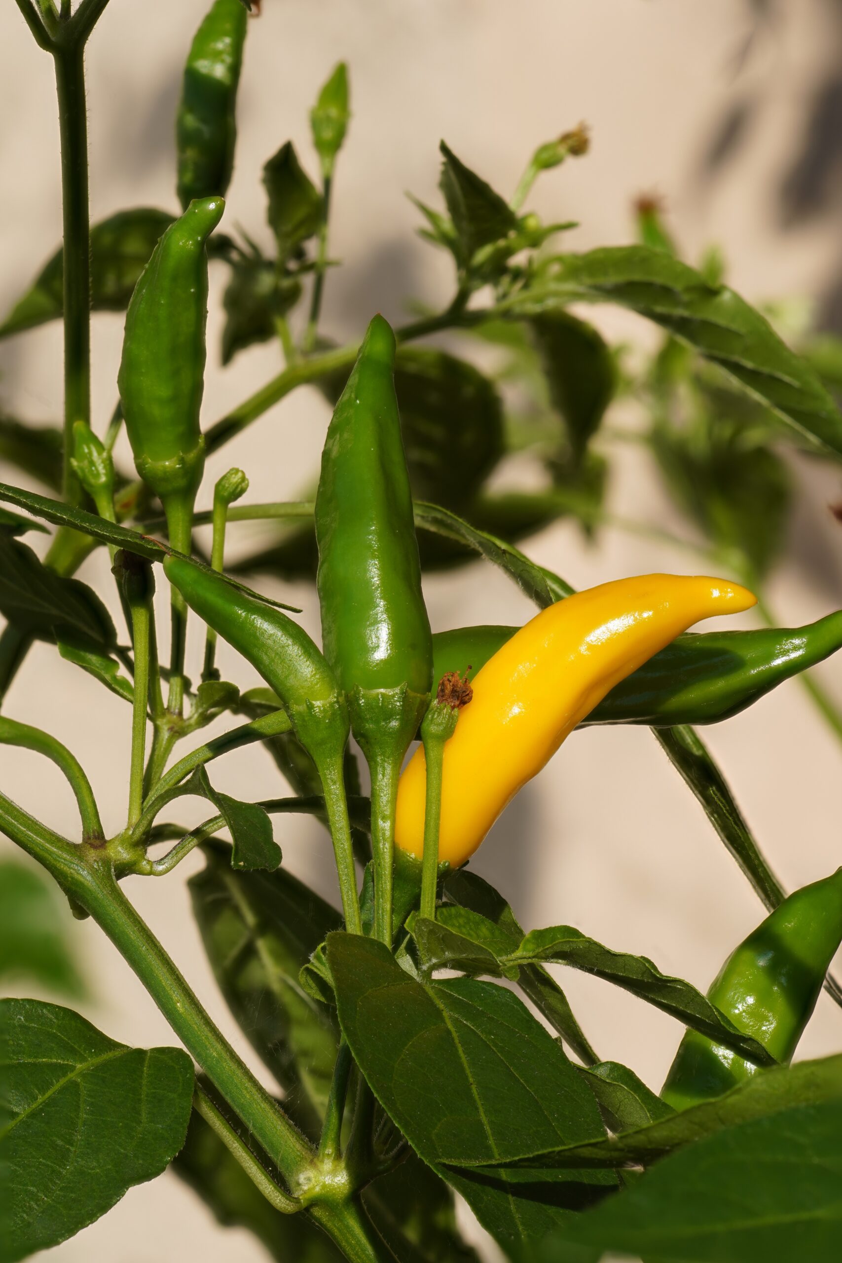 Hanging Chiles and Lemons (image credits: wikimedia)