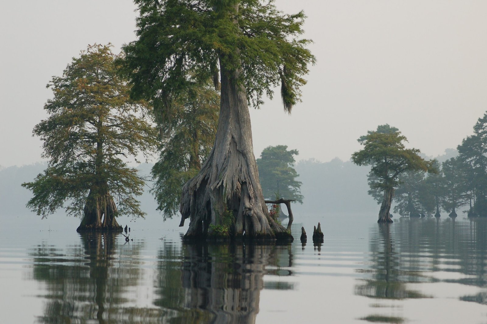 10. Where the Crawdads Sing by Delia Owens (image credits: wikimedia)