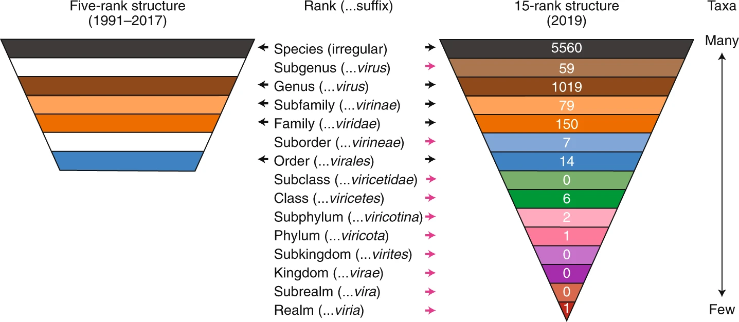 Taxonomy Hierarchy: