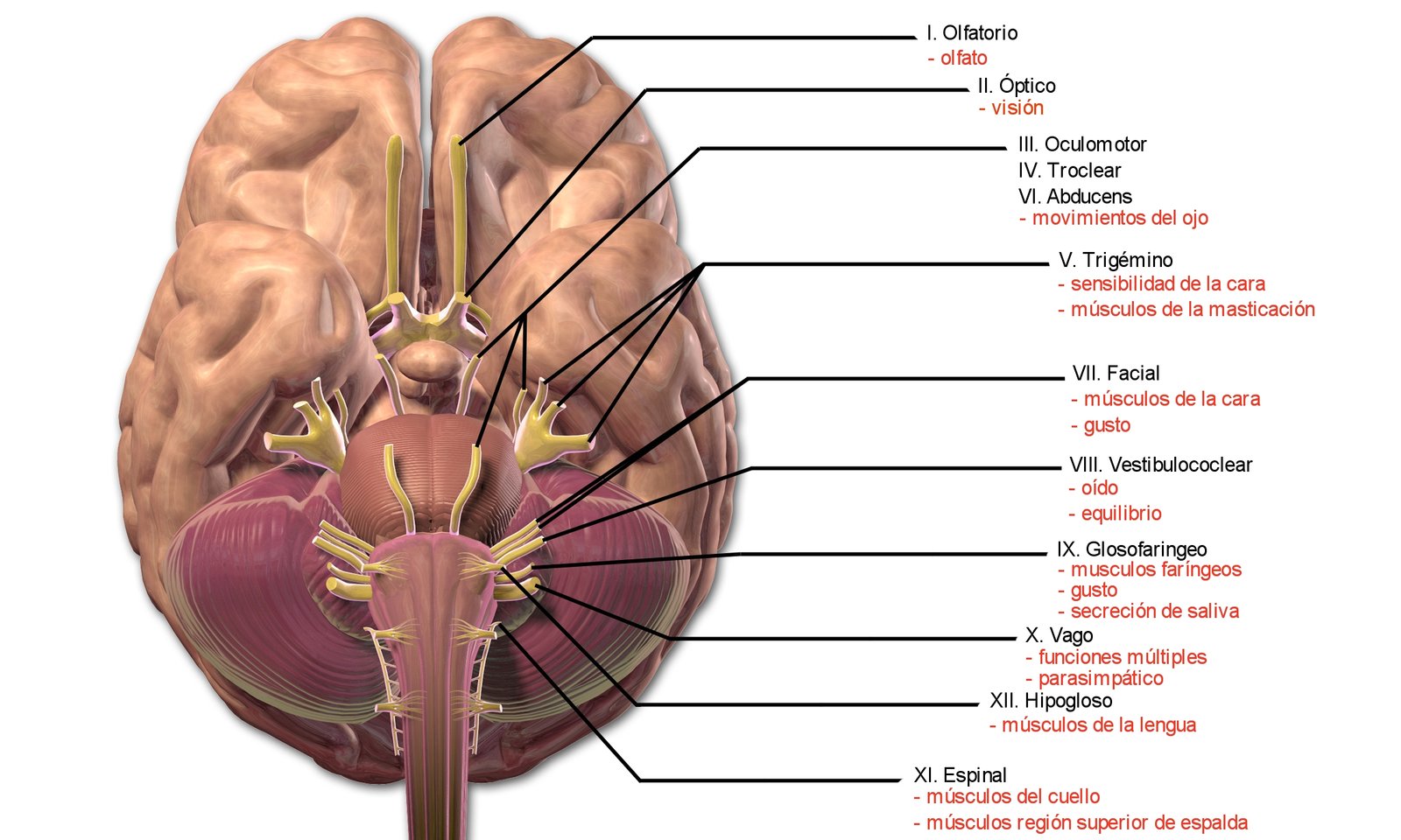 Cranial Nerves: