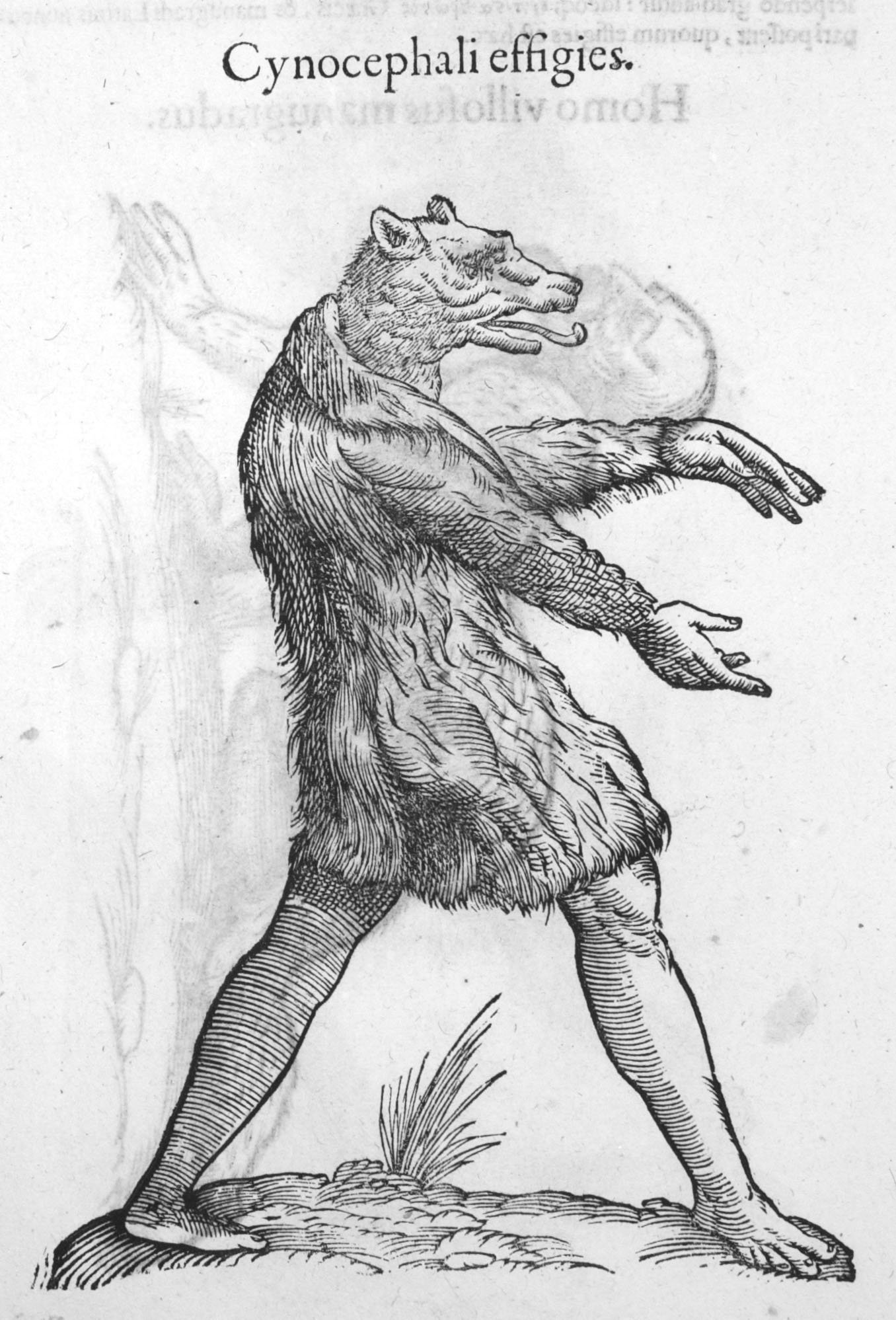 The Existence of Dog-Headed People (Cynocephali) (image credits: wikimedia)