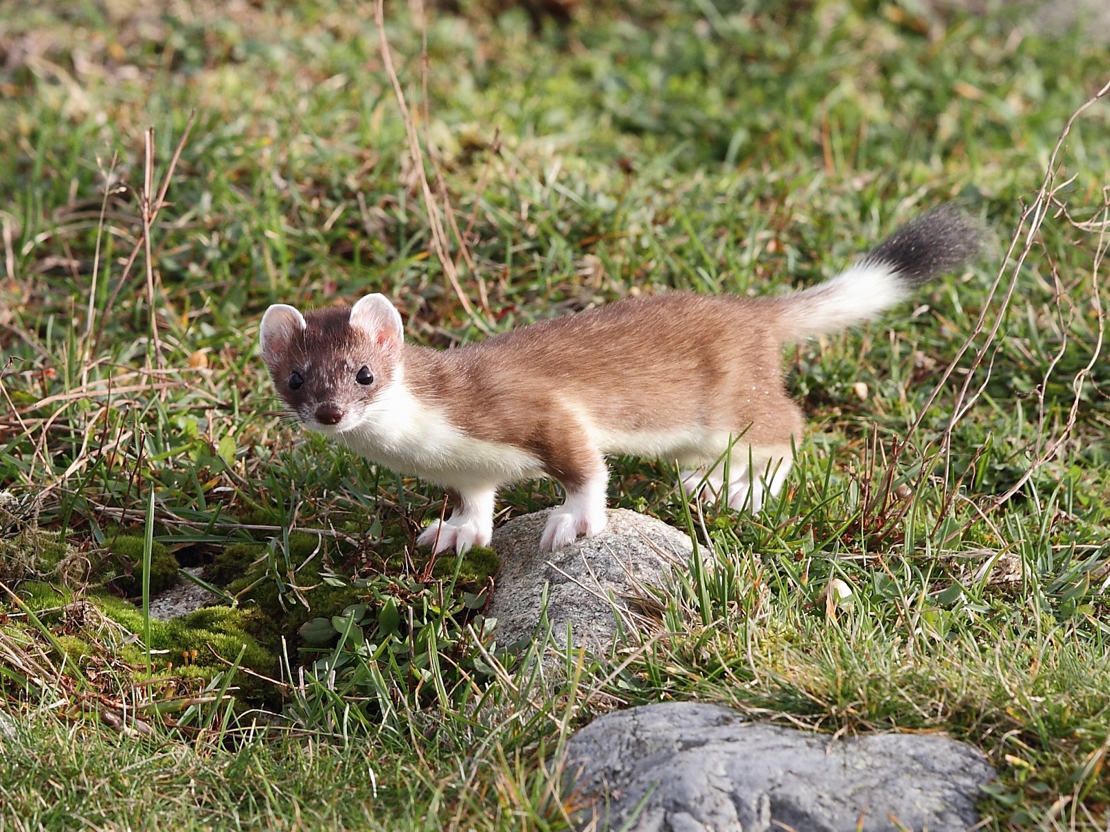 Pop Goes the Weasel (image credits: wikimedia)