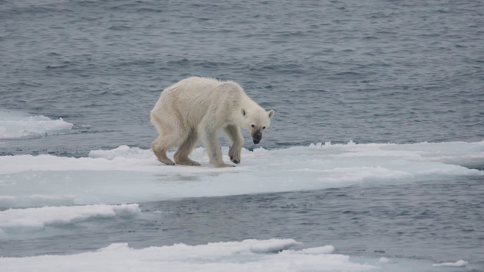 Global Warming Awareness – “Soylent Green” (1973) (image credits: wikimedia)