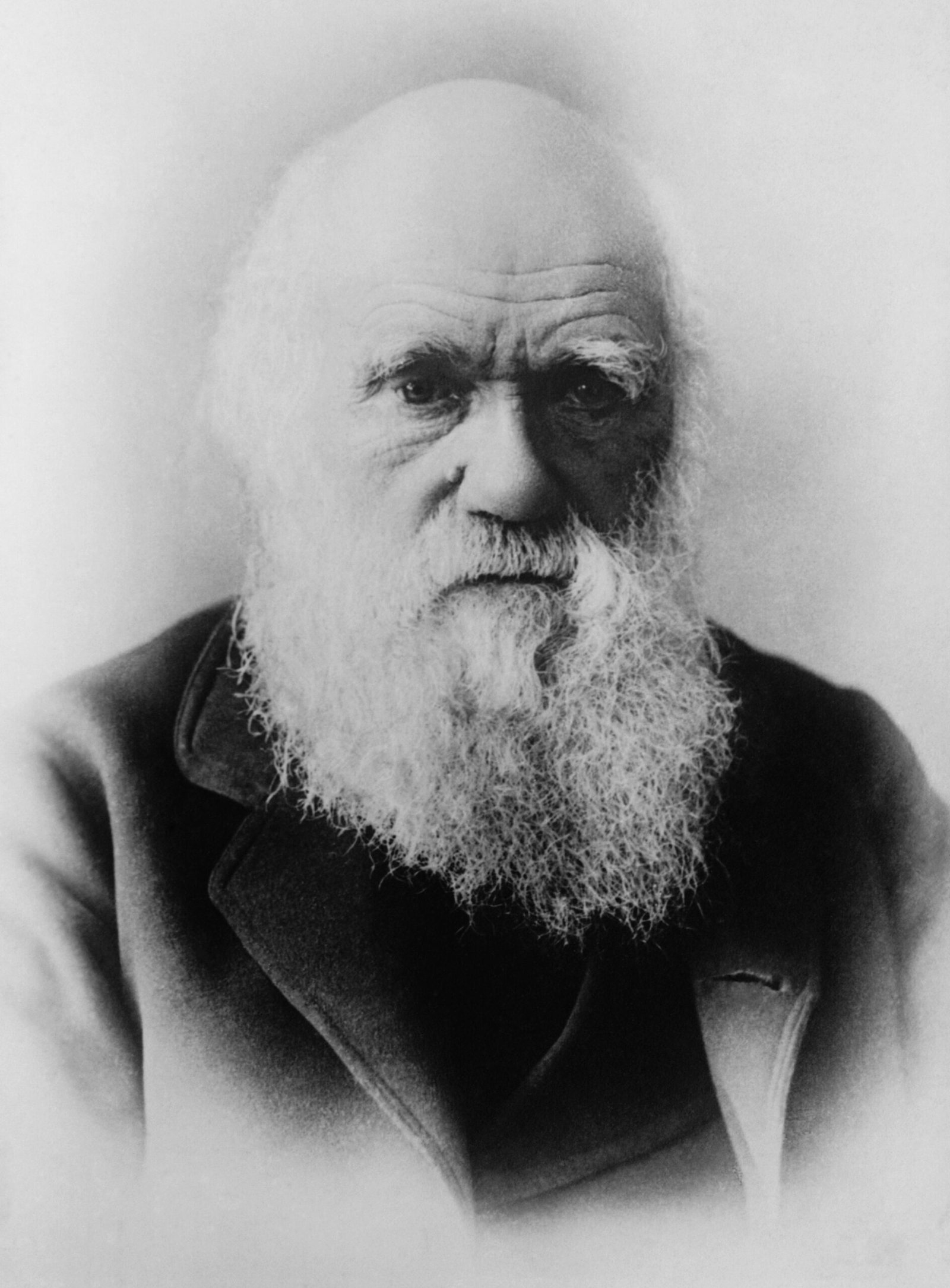 Charles Darwin and Evolution (image credits: wikimedia)