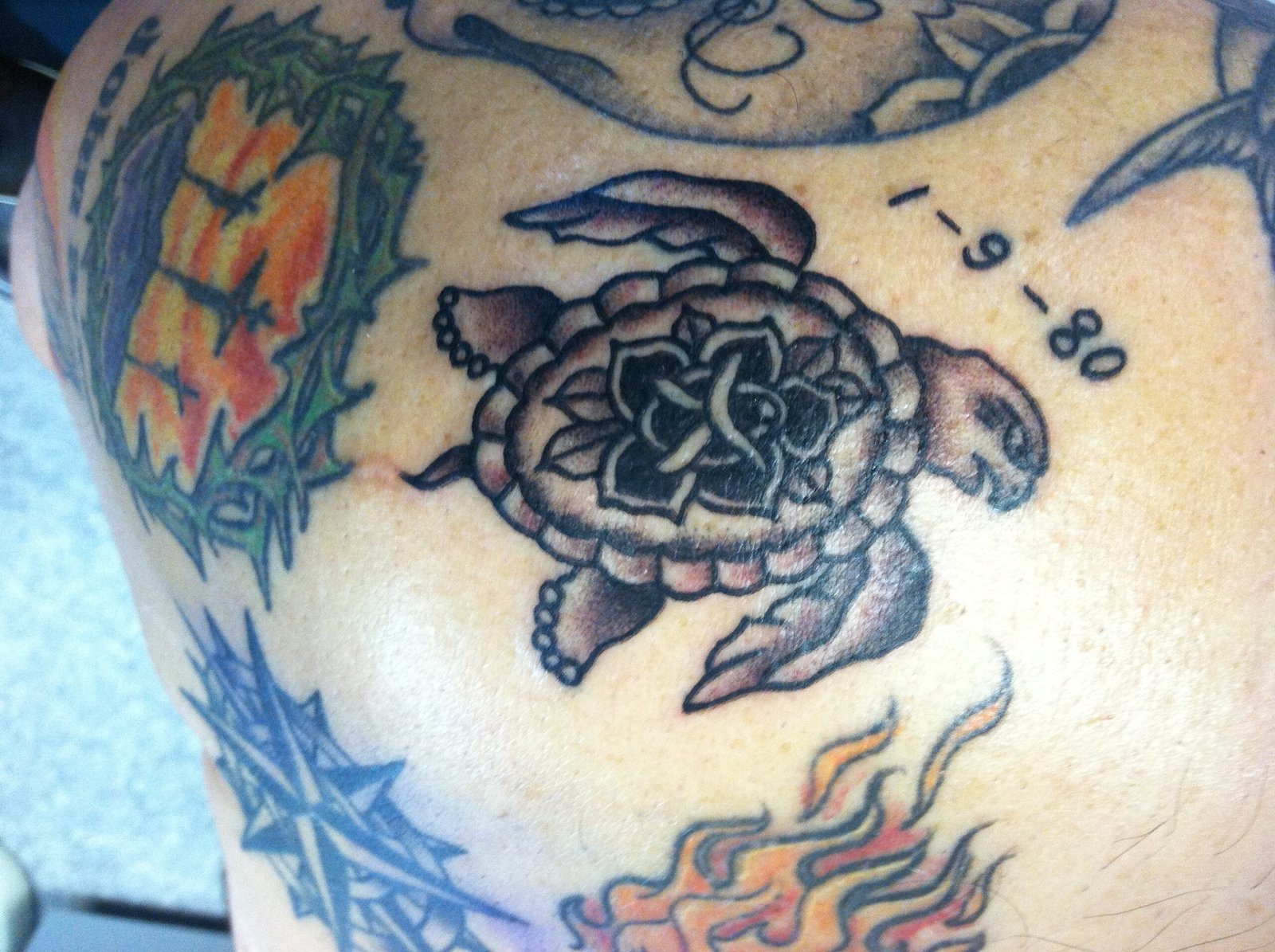 Shellback Turtle: A Rite of Passage (image credits: wikimedia)