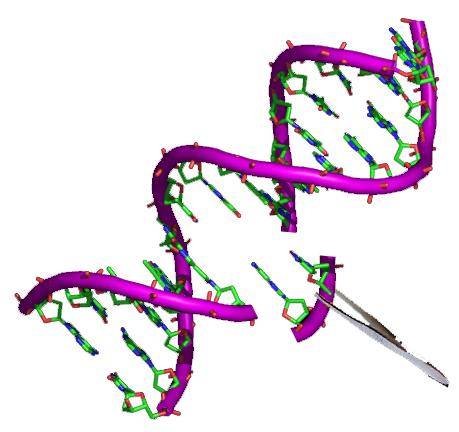 CRISPR Gene Editing – Jennifer Doudna & Emmanuelle Charpentier (image credits: wikimedia)