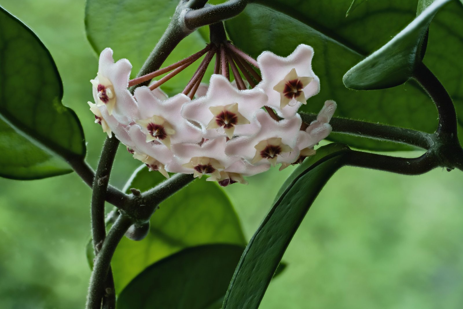9. Hoya - The Fragrant Climber (image credits: wikimedia)