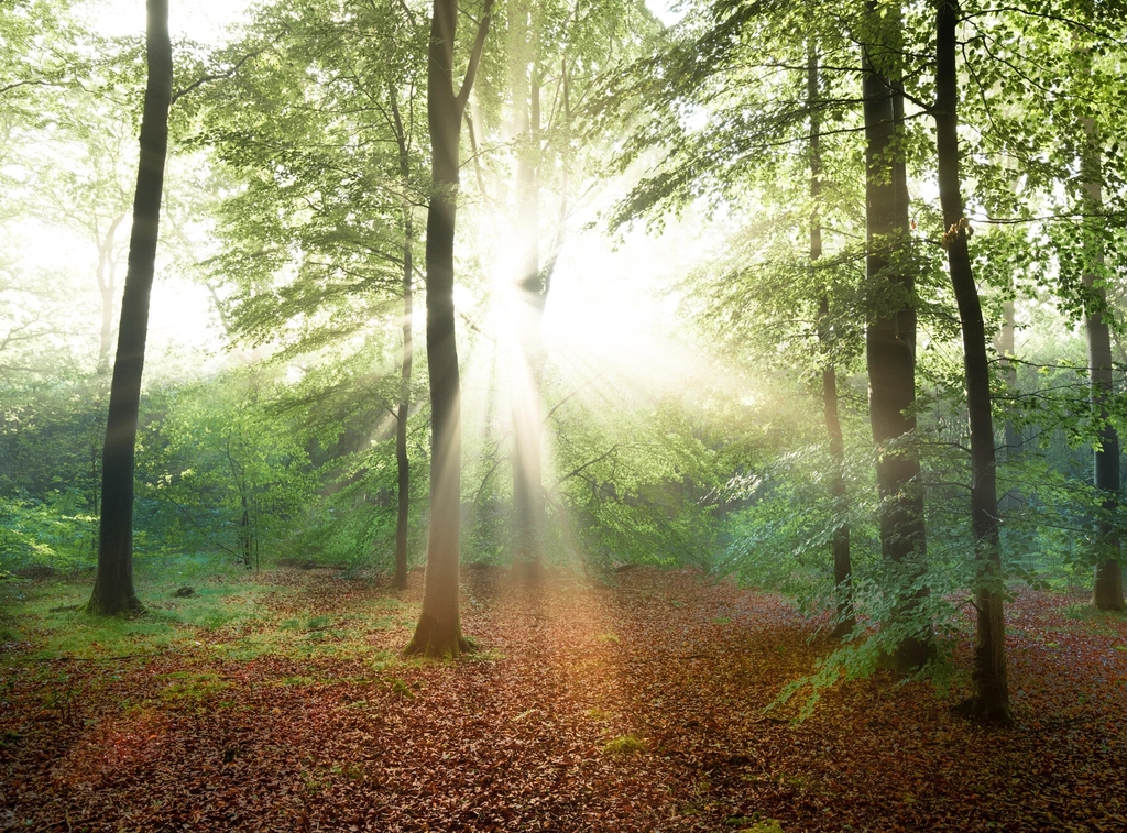 Transcendentalism: The Call for Individualism (image credits: rawpixel)