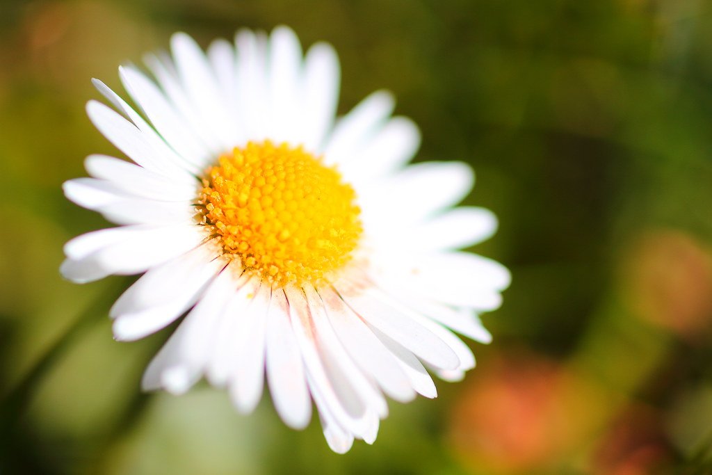 The Biology of Comfort (image credits: flickr)