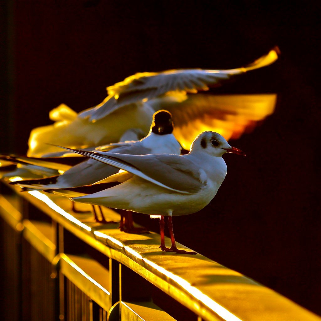 Voices That Heal (image credits: flickr)