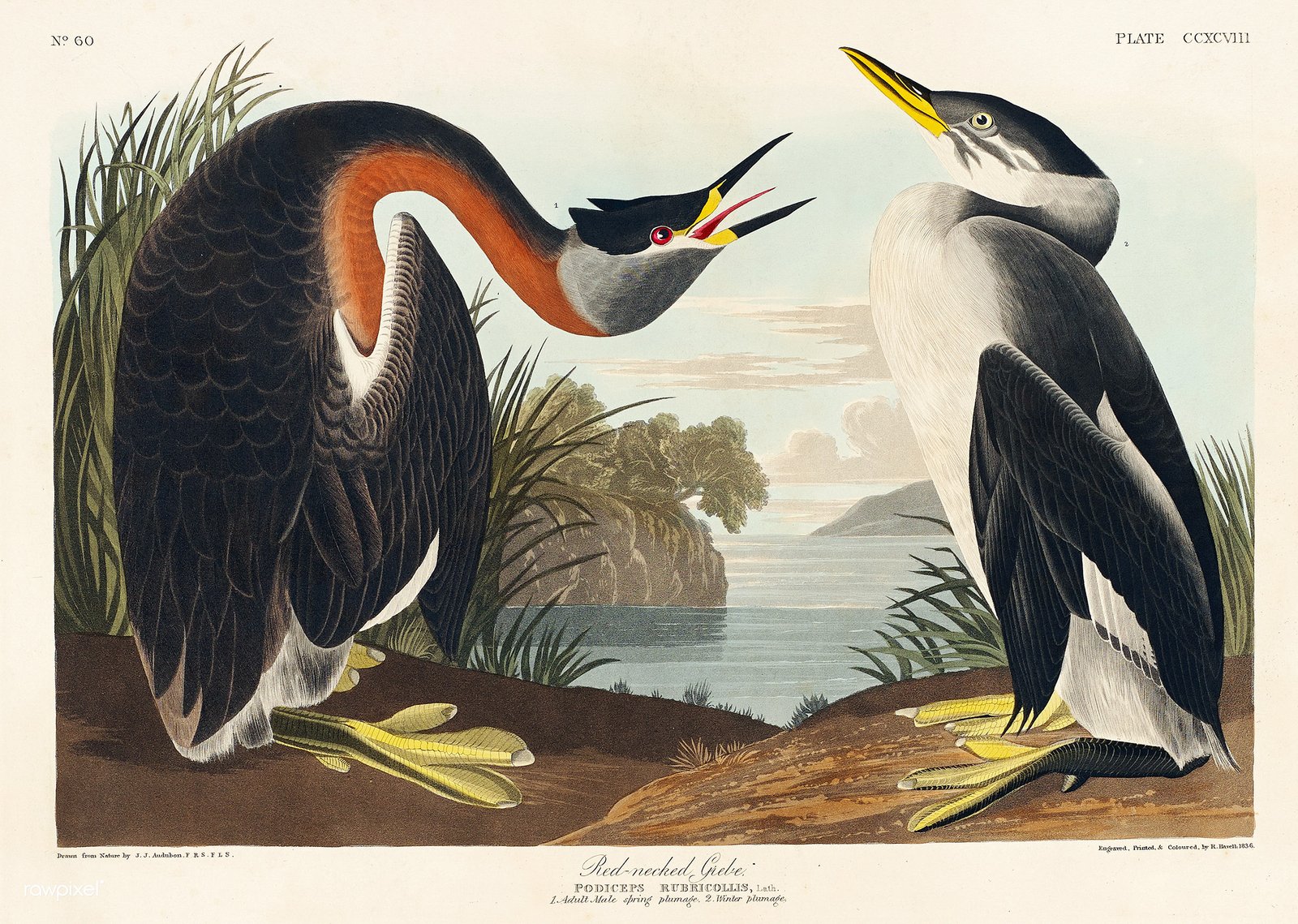 The Birds of America by John James Audubon (image credits: wikimedia)