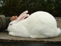 The Matrix Takes Alice Down the Rabbit Hole (image credits: wikimedia)