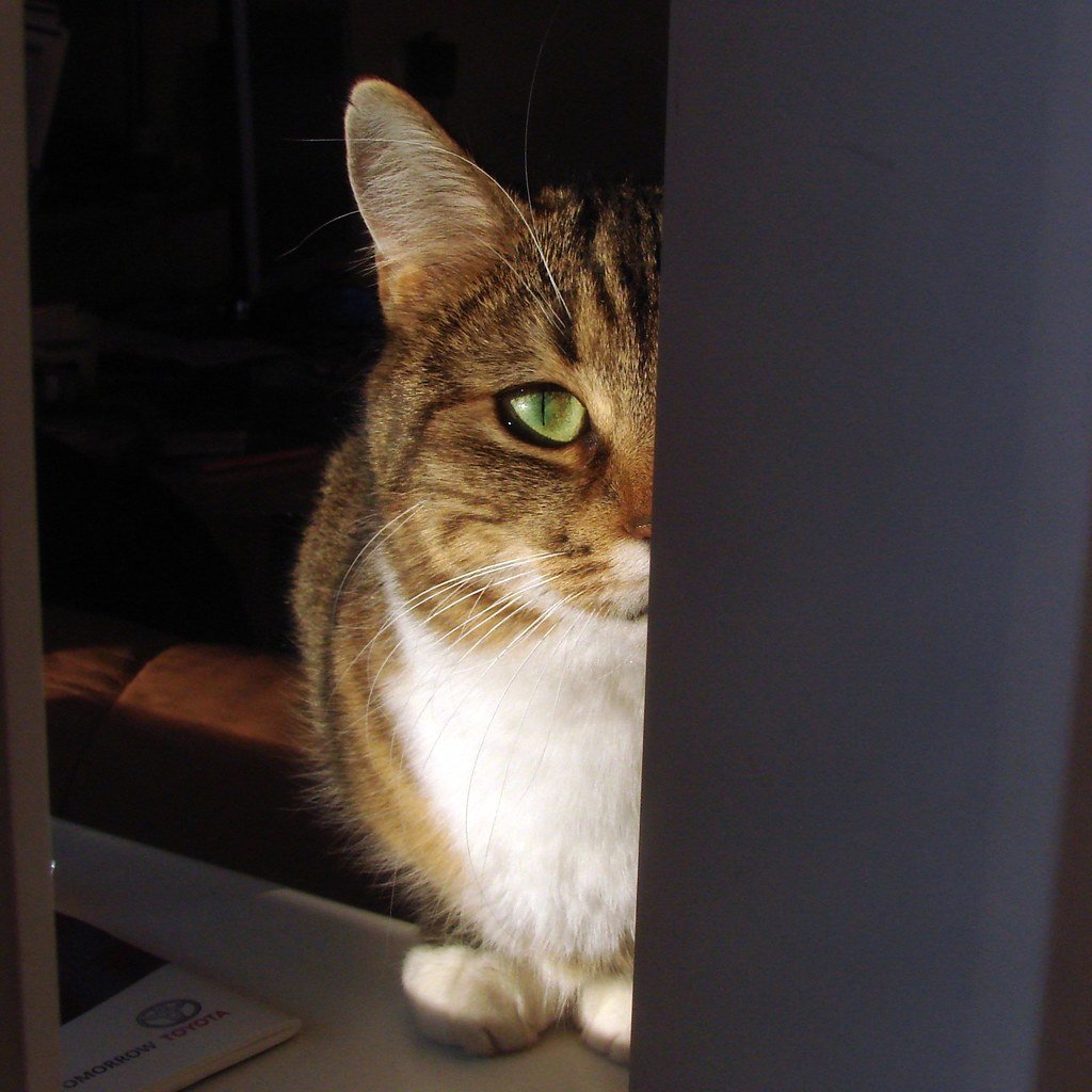 Operation Acoustic Kitty: Spy Cats on a Mission (image credits: flickr)