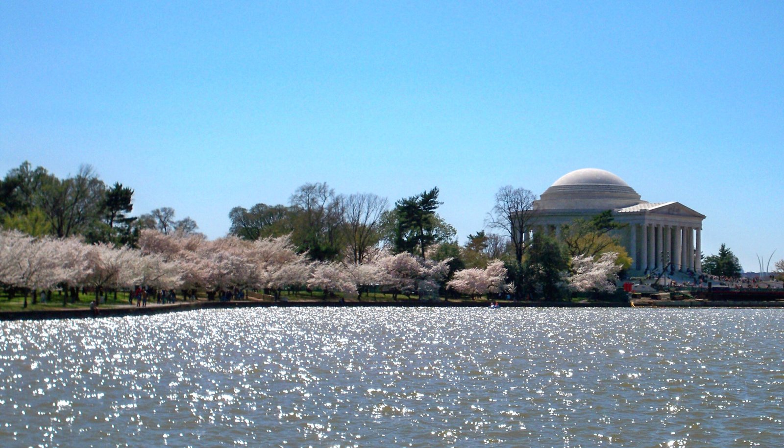 National Cherry Blossom Festival and Tourism Policy (image credits: wikimedia)