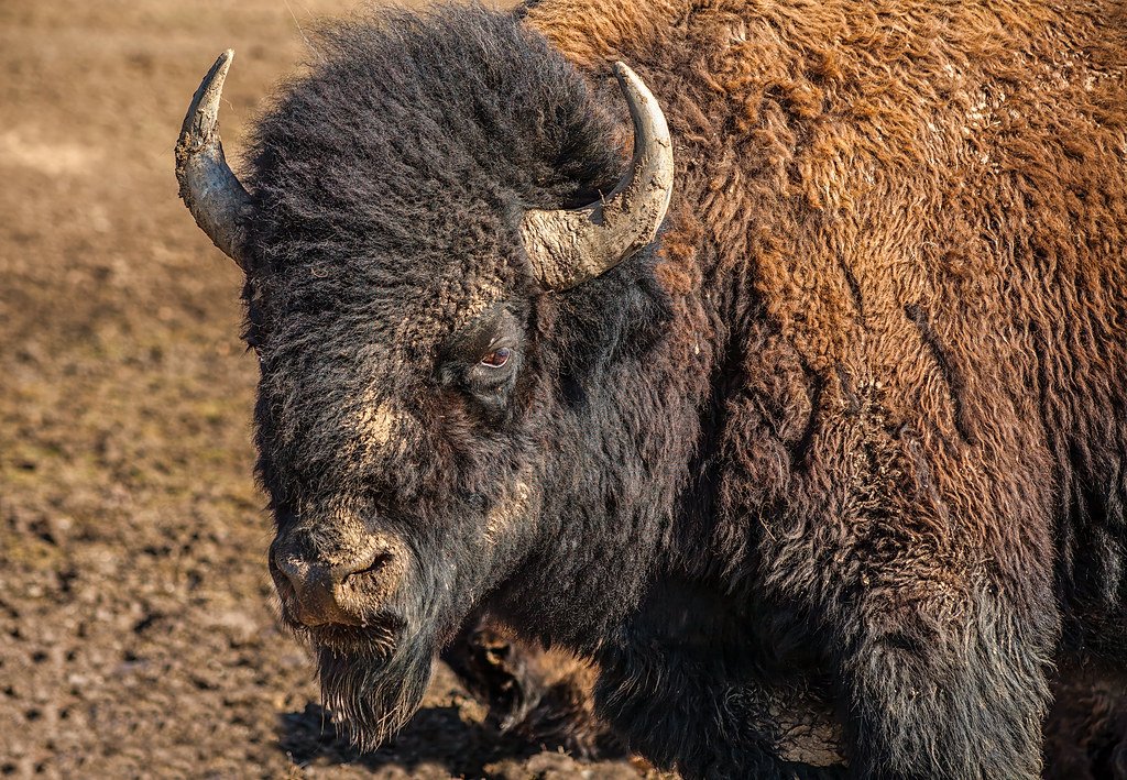 Yellowstone: Myths and Forced Removals (image credits: flickr)