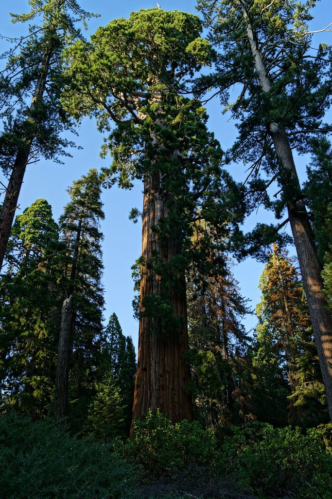 Sequoia and Kings Canyon: Forgotten Native Presence (image credits: flickr)