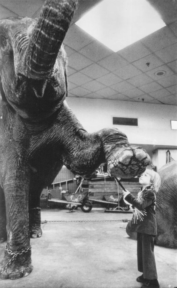The Decline of the Traditional Circus (image credits: eBay item photo front photo back, Public domain, https://commons.wikimedia.org/w/index.php?curid=20303389)
