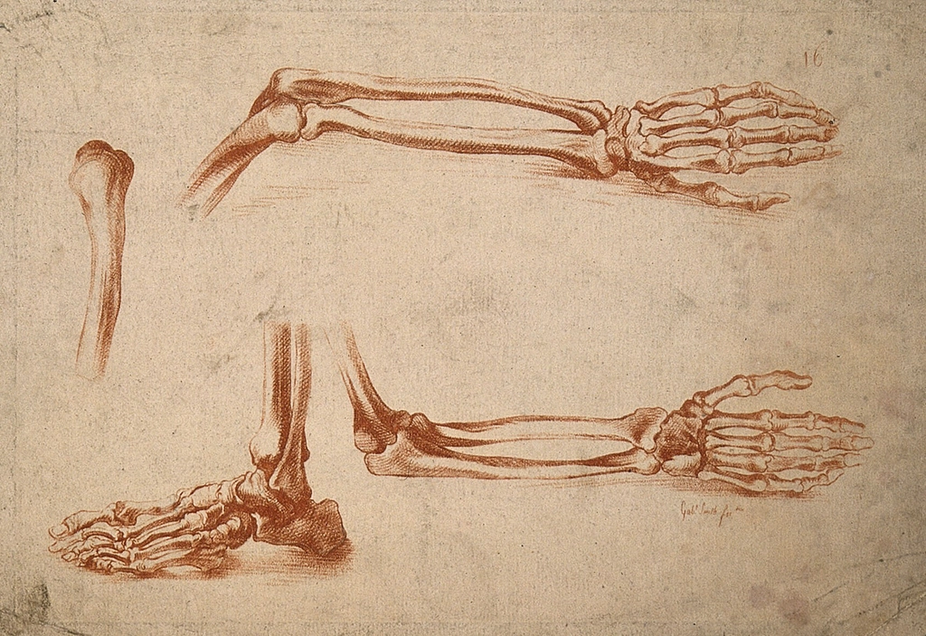 Your Forearm Matches Your Foot Exactly (image credits: rawpixel)