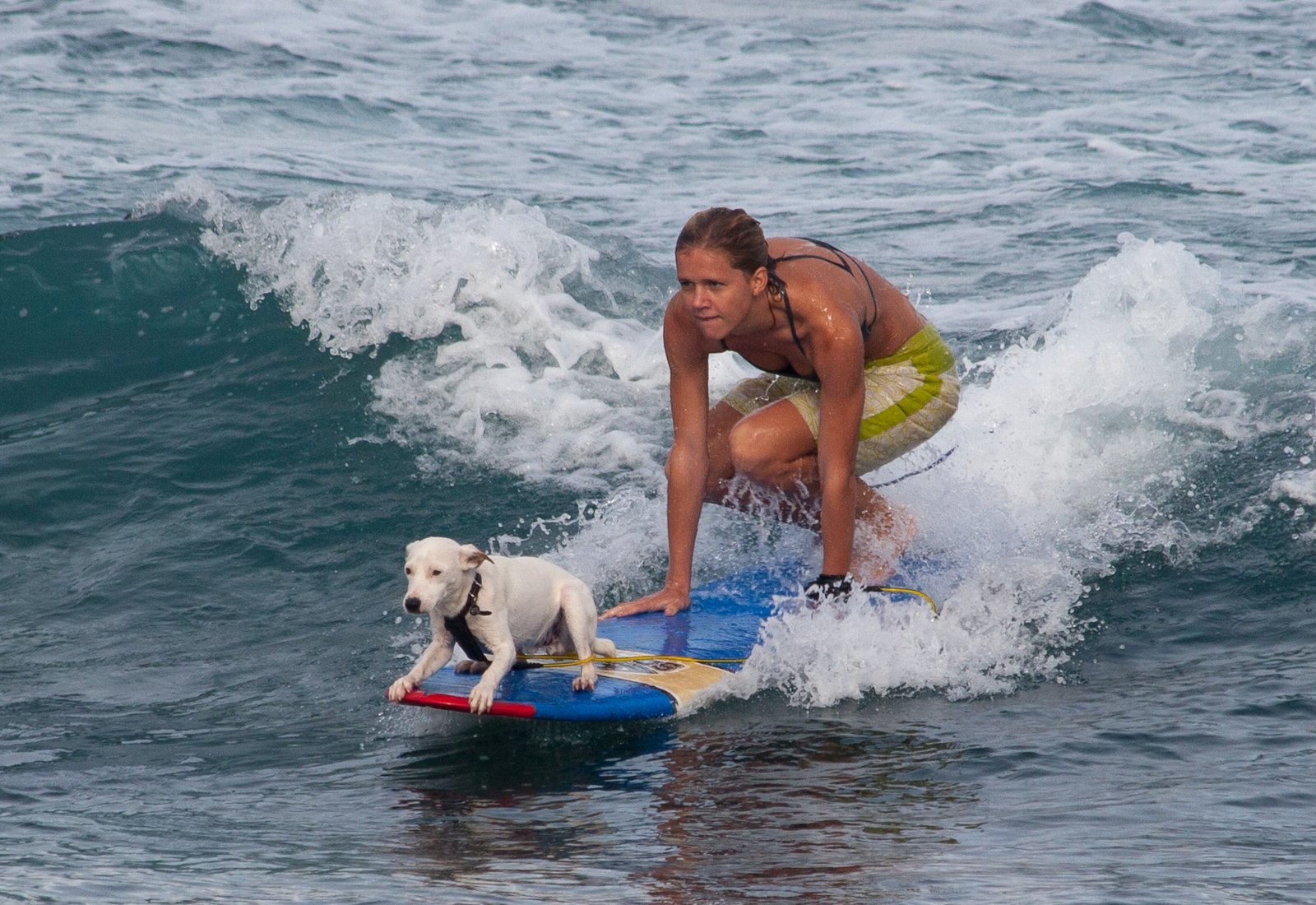 Dog Surfing Championships (California, USA) (image credits: wikimedia)