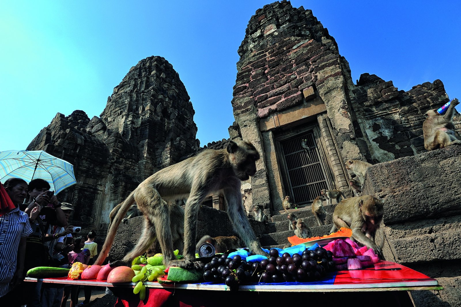 Monkey Buffet Festival - Thailand's Primate Feast (image credits: Work created under contract with the Department of Tourism, Ministry of Tourism and Sports. Published with author's permission, CC BY-SA 4.0, https://commons.wikimedia.org/w/index.php?curid=38196346)