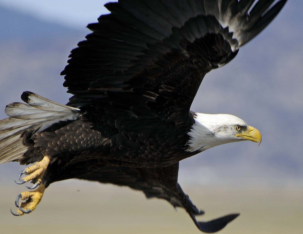 The Bald Eagle - America's Symbol of Independence (image credits: flickr)