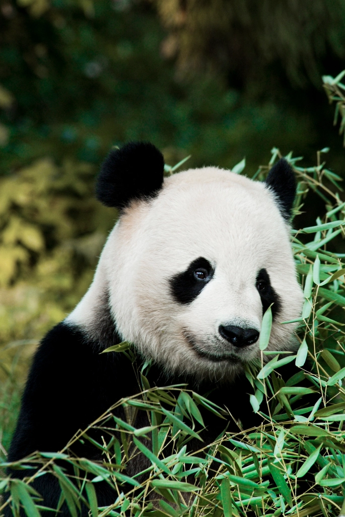 China's Giant Panda - Modern Diplomacy Through Conservation (image credits: rawpixel)