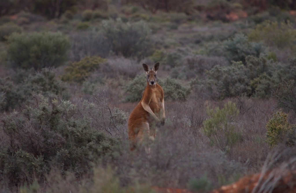 Australia's Red Kangaroo - Forward Progress (image credits: rawpixel)