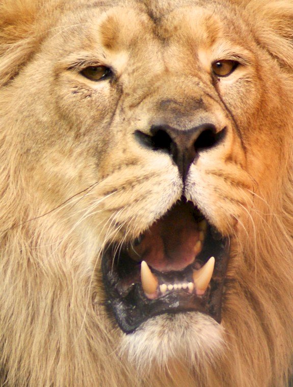 The Great Lion Almost Never Roared (image credits: flickr)
