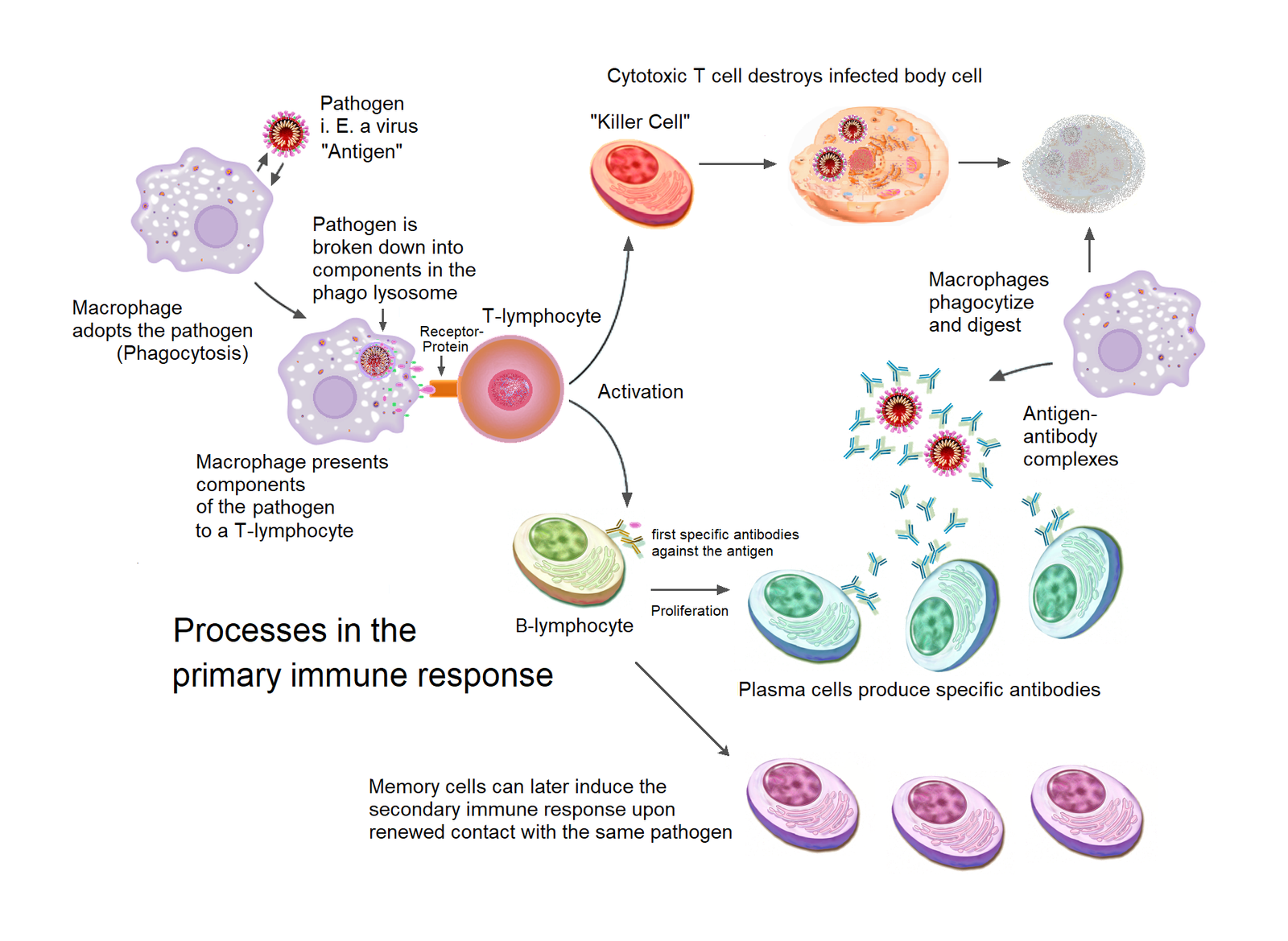 Immune System Boost Through Immunoglobulin A (image credits: wikimedia)