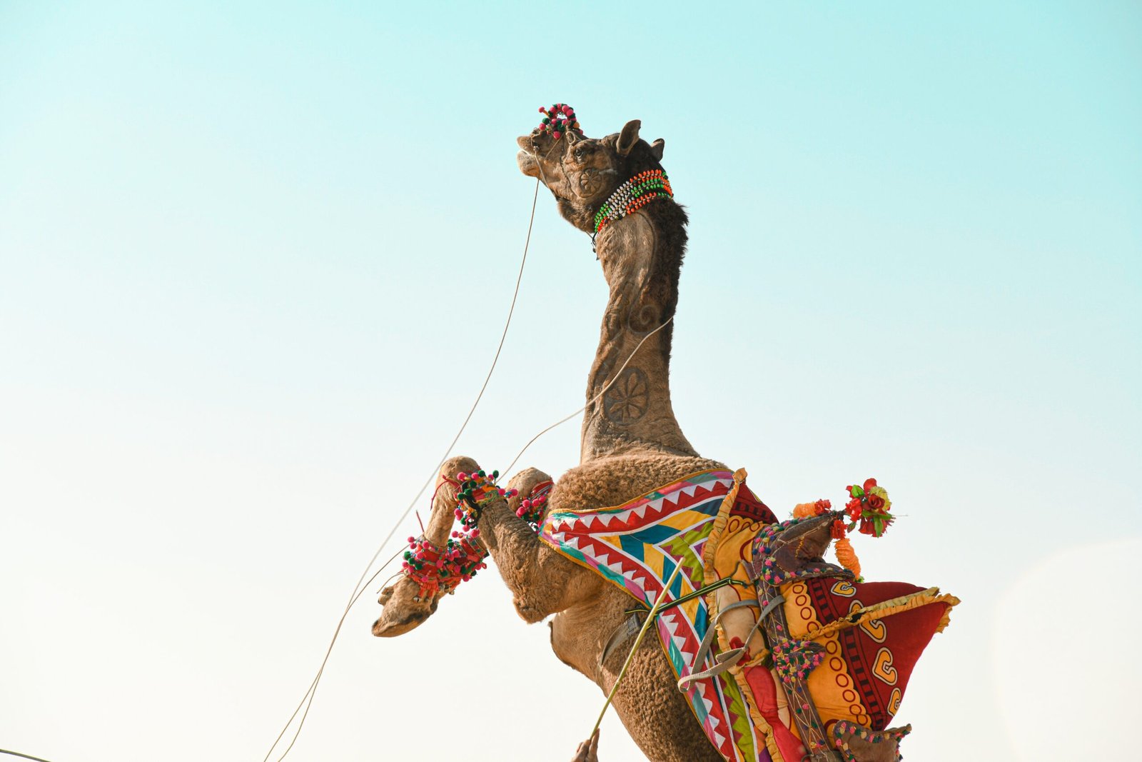 India's Magnificent Camel Showcase (image credits: wikimedia)