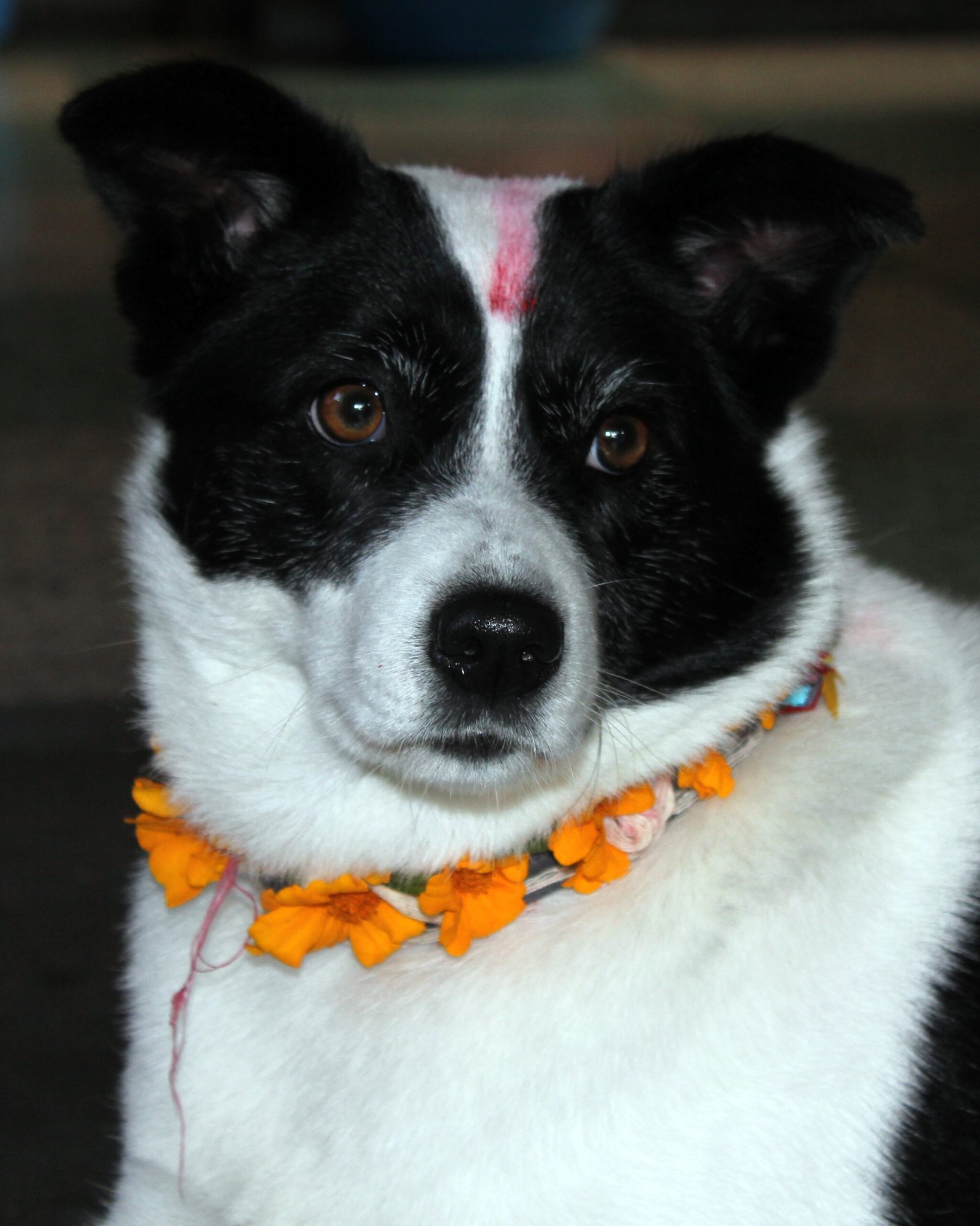 Nepal's Divine Dog Celebration (image credits: wikimedia)
