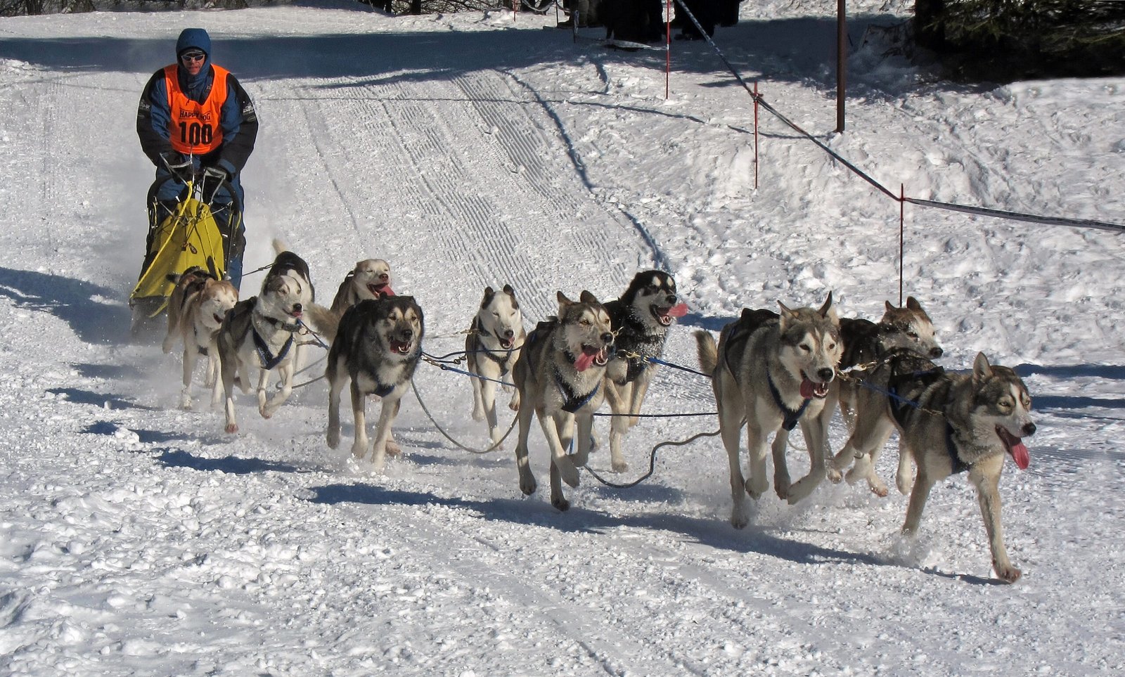 Arctic Sled Dog Championships (image credits: wikimedia)