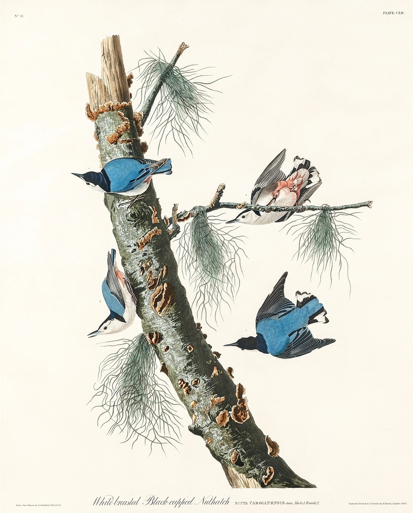 John James Audubon's Birds of America: Nature's $11.5 Million Showcase (image credits: rawpixel)