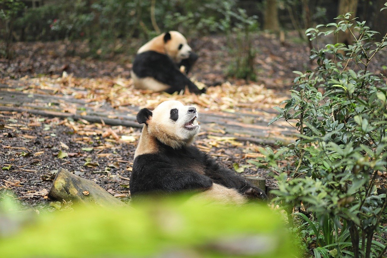 Pandas That Changed History (Image Credits: Pixabay)