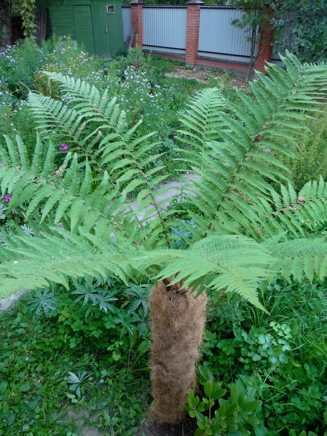 Fake Plastic Trees: The Bridge Between Eras (Image Credits: Wikimedia)