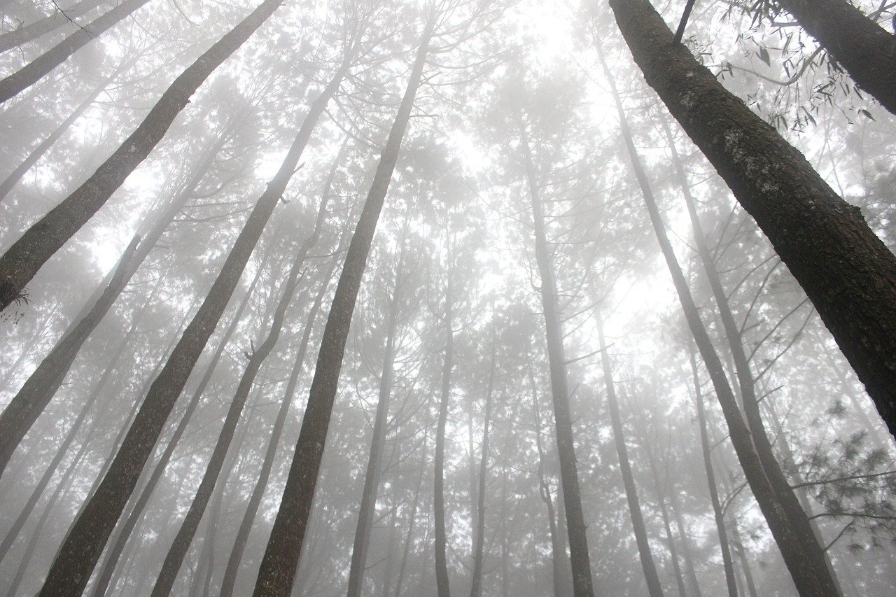 The Crash by Freida McFadden (Image Credits: Pixabay)