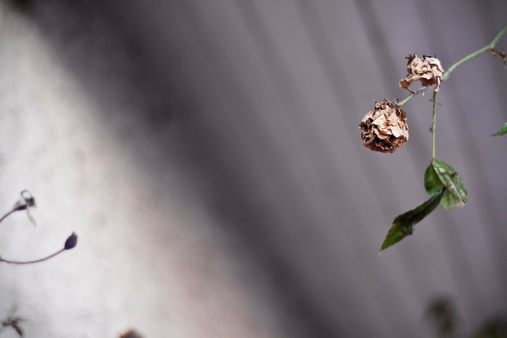 The Catcher in the Rye by J.D. Salinger (Image Credits: Flickr)