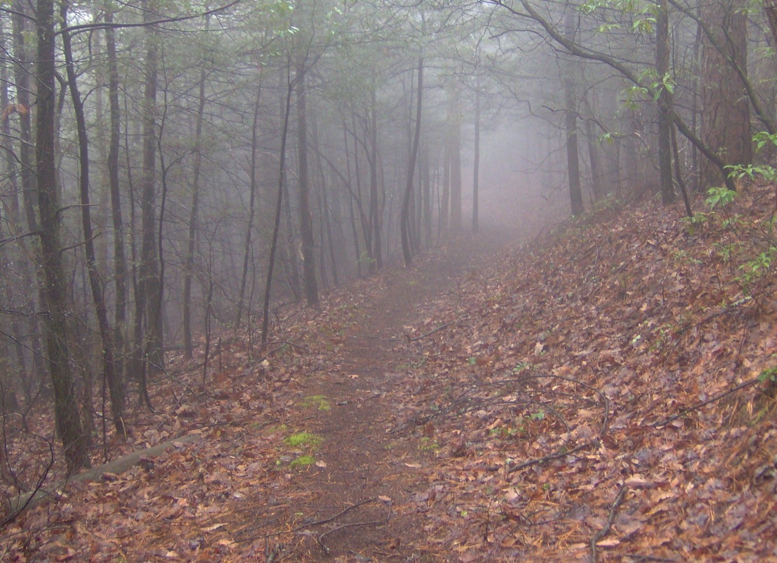 Trenny Gibson, the Teen Who Vanished on a School Trip (Image Credits: Wikimedia)