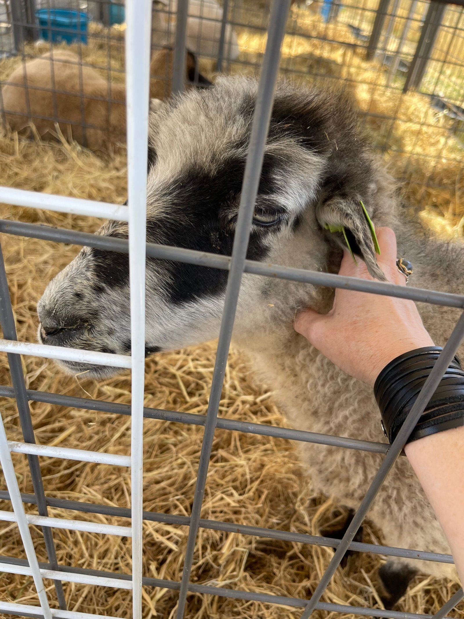 More Than Just Midway Rides (Image Credits: Wikimedia)