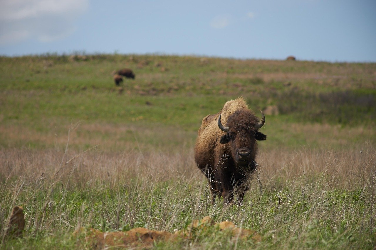 Prairie Conservation Began with Protecting What Looked Empty (Image Credits: Pixabay)