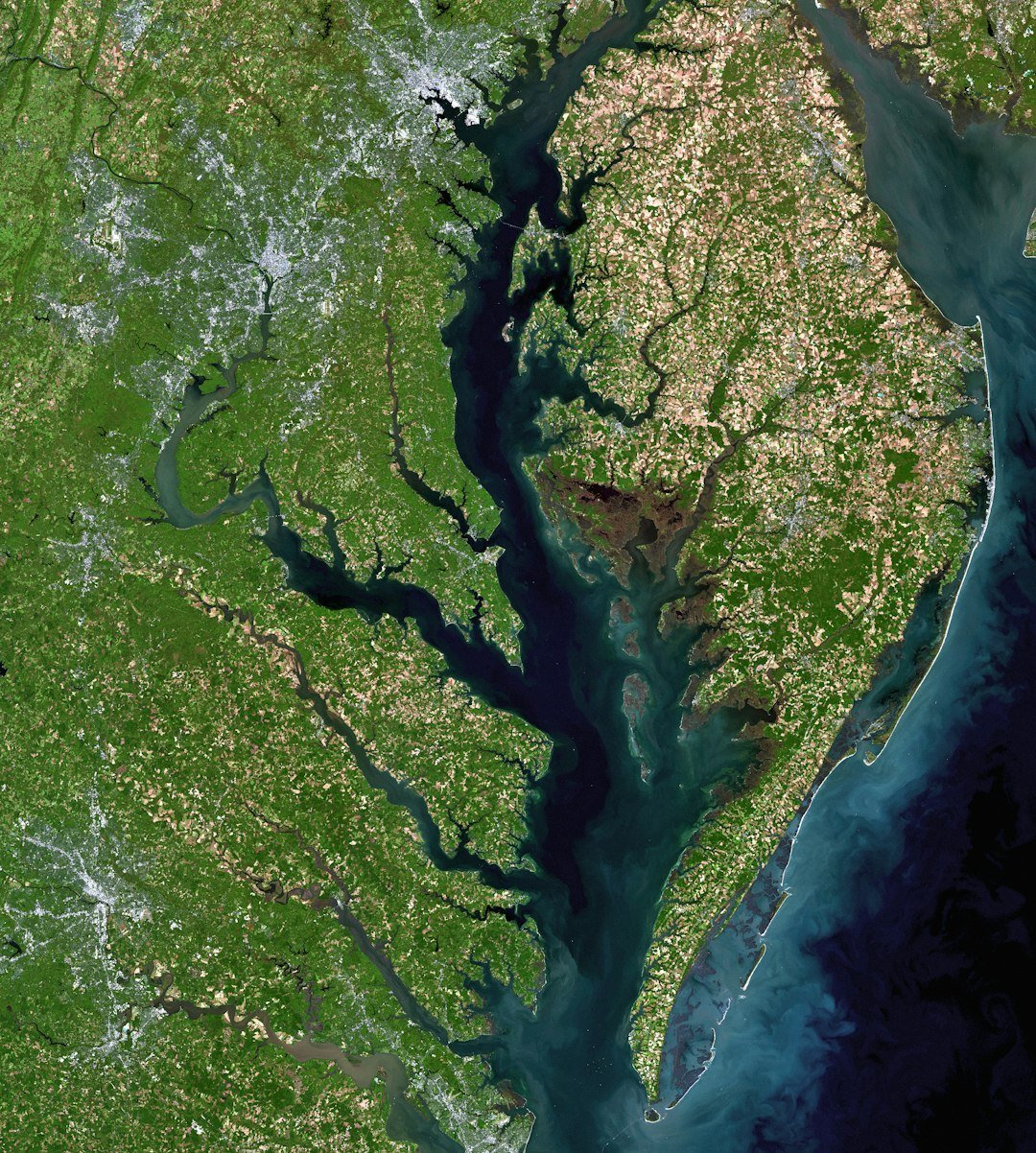 Leading the Fight for the Bay (Image Credits: Unsplash)