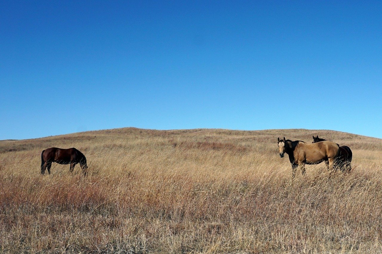 When America Needed To Connect, Settle, And Trust (Image Credits: Pixabay)