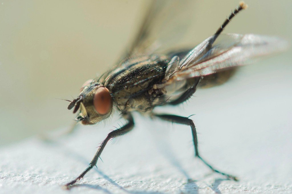 1. Lord of the Flies - William Golding (1954) (Image Credits: Rawpixel)