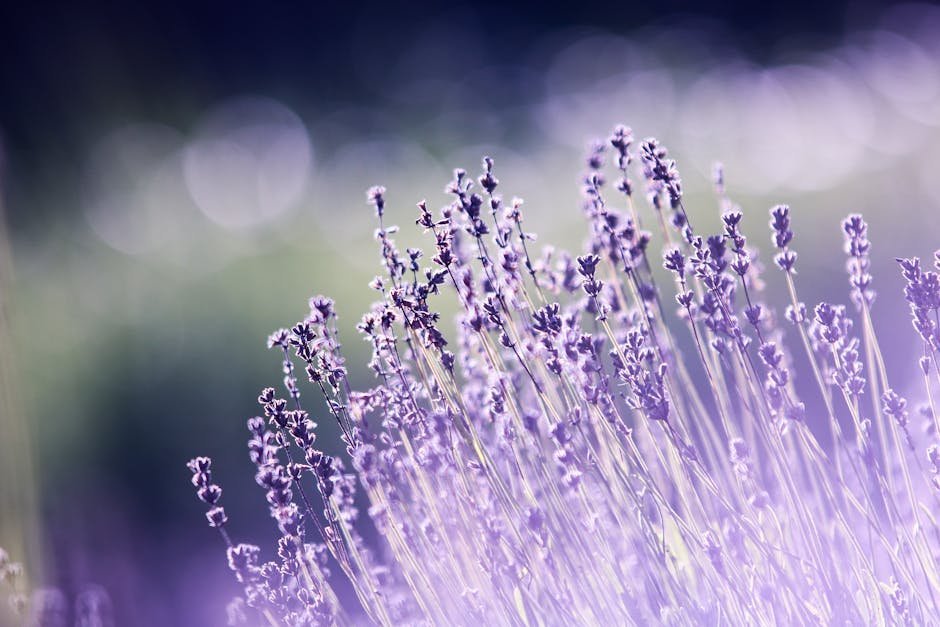3. Lavender (Lavandula) (Image Credits: Pexels)