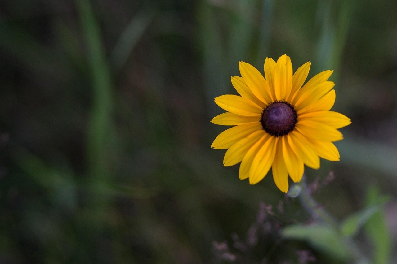 4. Black-Eyed Susan (Rudbeckia) (Image Credits: Pixabay)