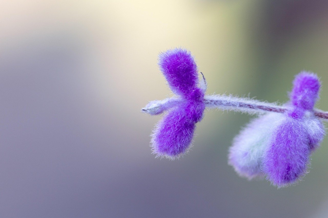 5. Russian Sage (Perovskia atriplicifolia) (Image Credits: Pixabay)