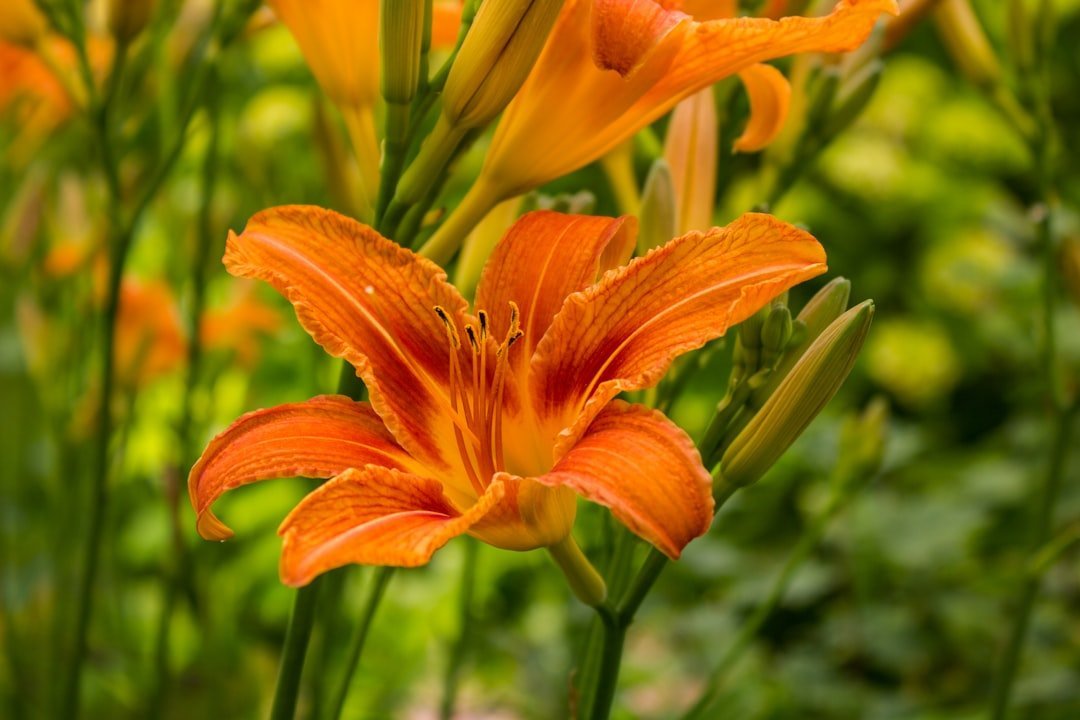 6. Daylily (Hemerocallis) (Image Credits: Unsplash)